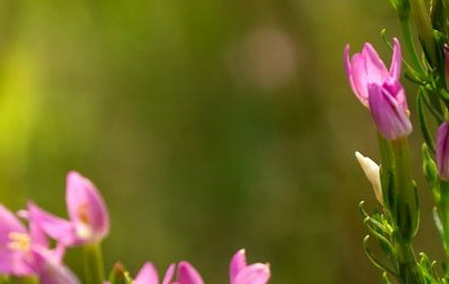 Червен кантарион (Centaurium minus)