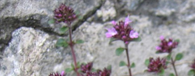 Mащерка (Thymus vulgaris)