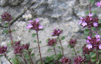 Mащерка (Thymus vulgaris)