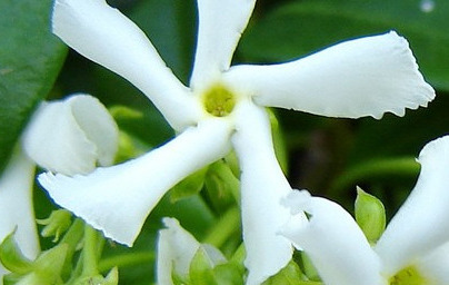 Ванилия (Vanilla planifolia)