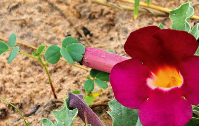 Дяволски нокът (Harpagophytum procumbens)