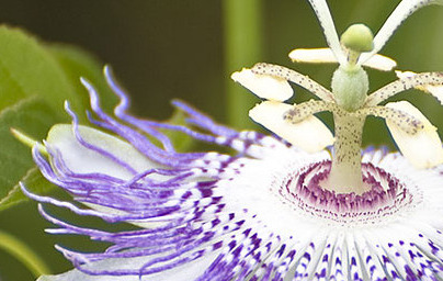 Страстоцвет (Passiflora incarnata)