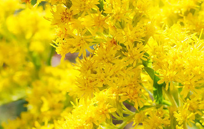 Златна пръчицa (Solidago virgaurea)