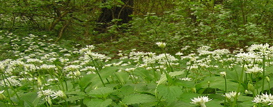 Левурда (Allium ursinum)