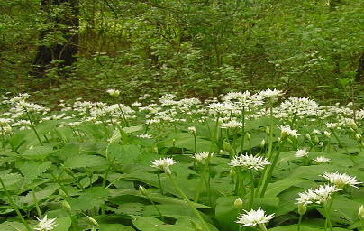 Левурда (Allium ursinum)