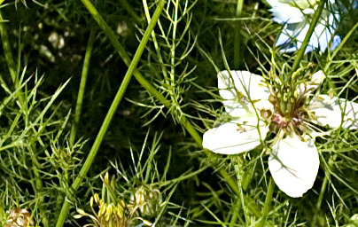 Черен кимион (Nigella sativa)