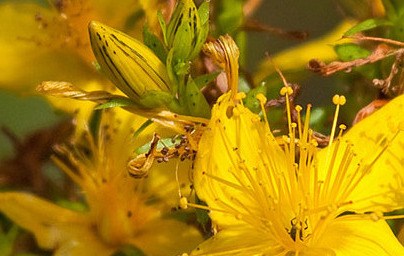 Жълт кантарион (Hypericum perforatum), част 2.