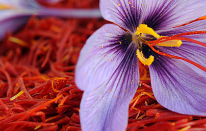 Шафранов минзухар (Crocus sativus)