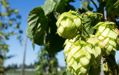 Обикновен хмел (Humulus lupulus)