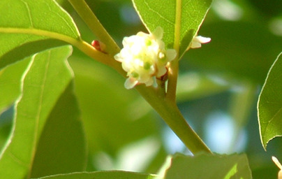 Лавър (Laurus nobilis)