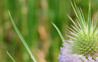 Zdravilni učinki divje ščetice (Dipsacus fullonum)