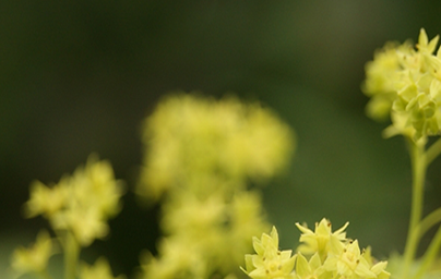 Цариче (Alchemilla vulgaris)