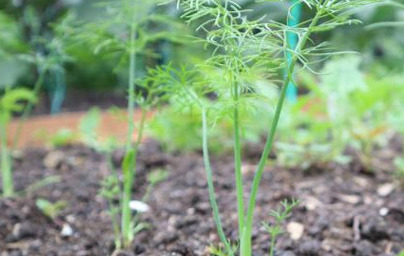 Резене (Foeniculum vulgare)